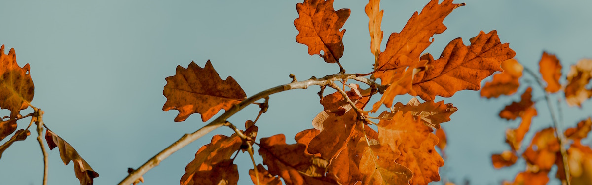 Schule/Klimaschule_header.jpg