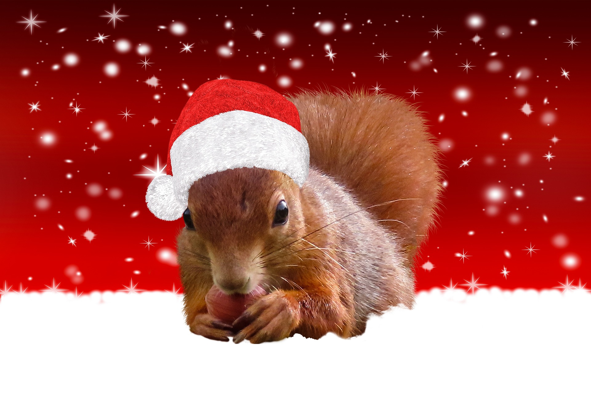 squirrel-gbef8d7680_1920